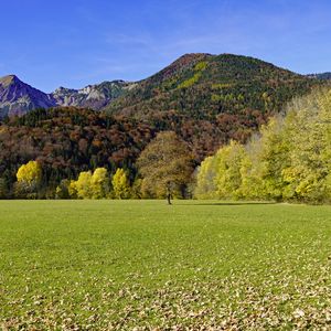 Preview wallpaper grass, leaves, dry, trees, mountains