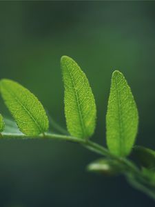 Preview wallpaper grass, leaves, ferns, shape, green