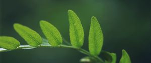 Preview wallpaper grass, leaves, ferns, shape, green