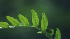 Preview wallpaper grass, leaves, ferns, shape, green