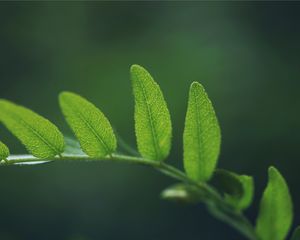 Preview wallpaper grass, leaves, ferns, shape, green