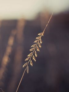 Preview wallpaper grass, leaves, flying, light