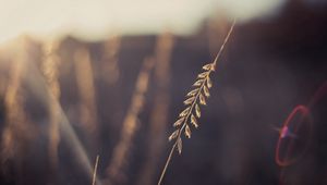 Preview wallpaper grass, leaves, flying, light