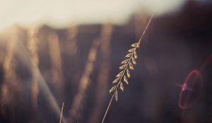 Preview wallpaper grass, leaves, flying, light