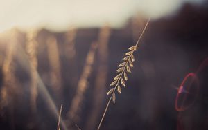 Preview wallpaper grass, leaves, flying, light