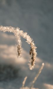 Preview wallpaper grass, leaves, frost, macro, winter, blur