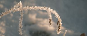 Preview wallpaper grass, leaves, frost, macro, winter, blur