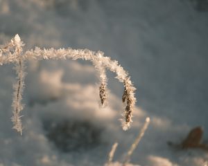 Preview wallpaper grass, leaves, frost, macro, winter, blur