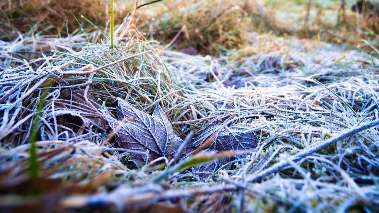 Wallpaper grass, leaves, frost, nature, macro