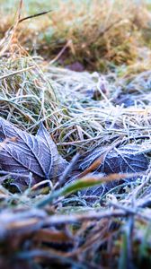 Preview wallpaper grass, leaves, frost, nature, macro