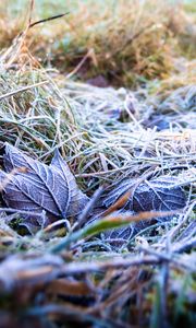 Preview wallpaper grass, leaves, frost, nature, macro