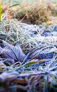 Preview wallpaper grass, leaves, frost, nature, macro