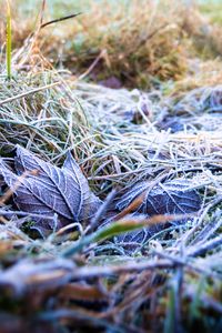 Preview wallpaper grass, leaves, frost, nature, macro