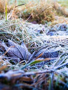 Preview wallpaper grass, leaves, frost, nature, macro