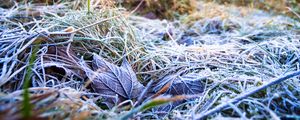 Preview wallpaper grass, leaves, frost, nature, macro