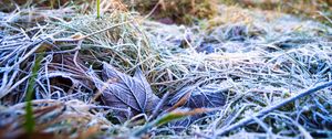 Preview wallpaper grass, leaves, frost, nature, macro