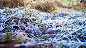 Preview wallpaper grass, leaves, frost, nature, macro