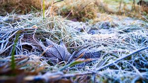 Preview wallpaper grass, leaves, frost, nature, macro
