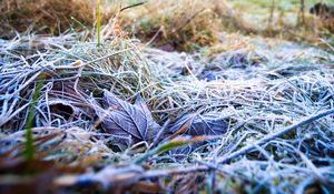 Preview wallpaper grass, leaves, frost, nature, macro