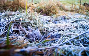 Preview wallpaper grass, leaves, frost, nature, macro