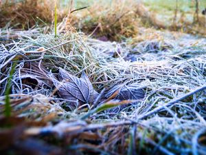 Preview wallpaper grass, leaves, frost, nature, macro