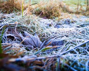 Preview wallpaper grass, leaves, frost, nature, macro