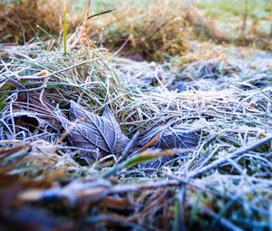 Preview wallpaper grass, leaves, frost, nature, macro
