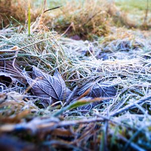 Preview wallpaper grass, leaves, frost, nature, macro