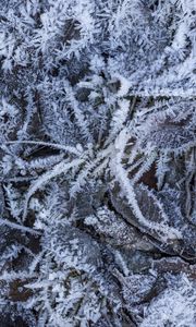 Preview wallpaper grass, leaves, frost, winter, macro