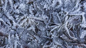 Preview wallpaper grass, leaves, frost, winter, macro