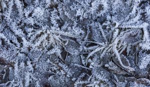 Preview wallpaper grass, leaves, frost, winter, macro