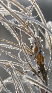 Preview wallpaper grass, leaves, frost, hoarfrost, ice, autumn