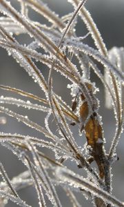 Preview wallpaper grass, leaves, frost, hoarfrost, ice, autumn