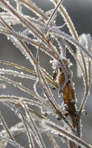 Preview wallpaper grass, leaves, frost, hoarfrost, ice, autumn