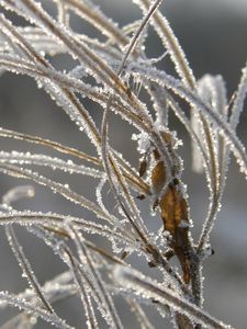 Preview wallpaper grass, leaves, frost, hoarfrost, ice, autumn