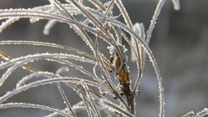 Preview wallpaper grass, leaves, frost, hoarfrost, ice, autumn