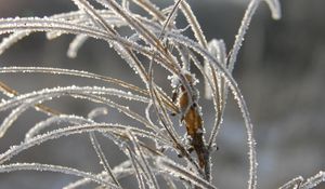 Preview wallpaper grass, leaves, frost, hoarfrost, ice, autumn