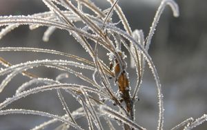 Preview wallpaper grass, leaves, frost, hoarfrost, ice, autumn