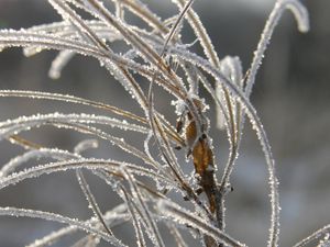 Preview wallpaper grass, leaves, frost, hoarfrost, ice, autumn