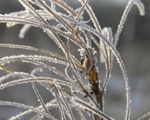 Preview wallpaper grass, leaves, frost, hoarfrost, ice, autumn