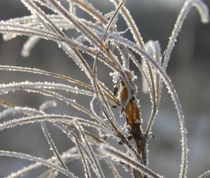 Preview wallpaper grass, leaves, frost, hoarfrost, ice, autumn