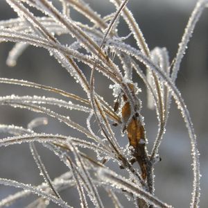 Preview wallpaper grass, leaves, frost, hoarfrost, ice, autumn