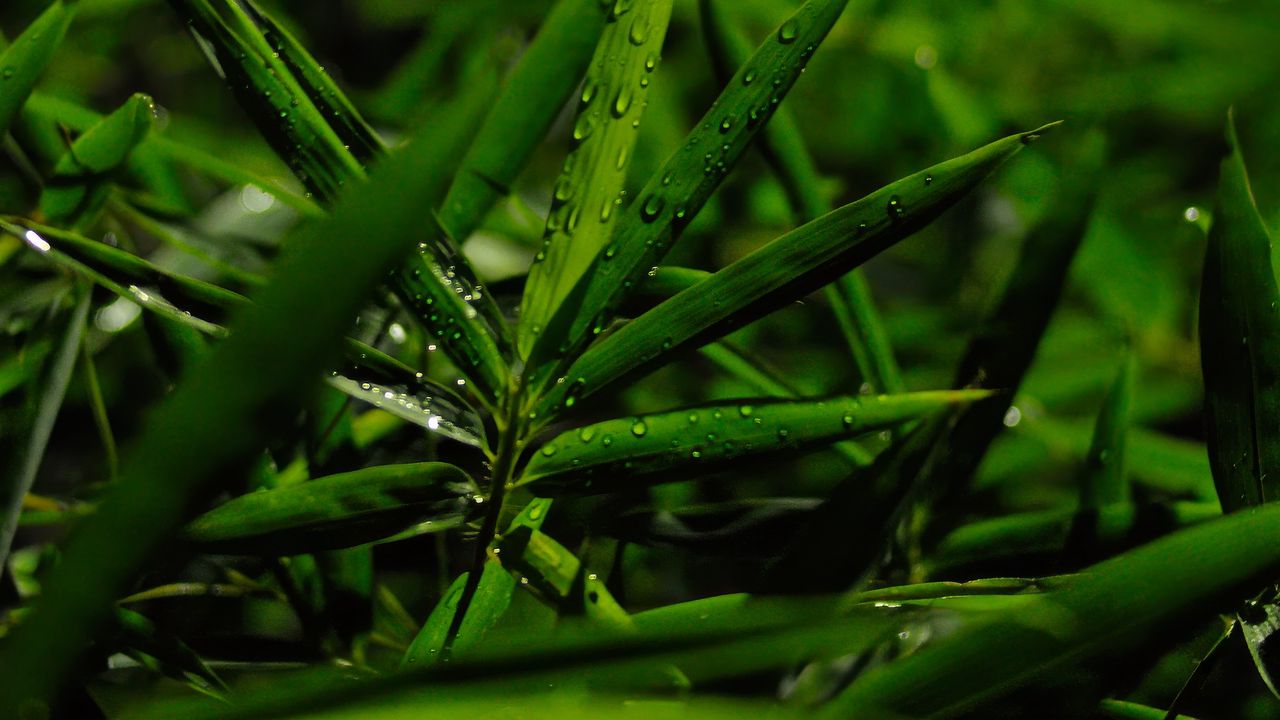 Wallpaper grass, leaves, green, drops