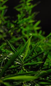 Preview wallpaper grass, leaves, green, drops