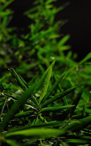 Preview wallpaper grass, leaves, green, drops