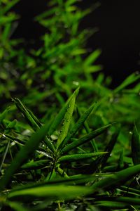 Preview wallpaper grass, leaves, green, drops