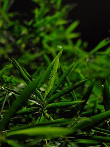 Preview wallpaper grass, leaves, green, drops