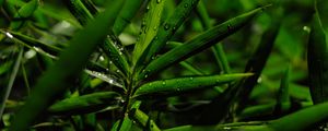 Preview wallpaper grass, leaves, green, drops