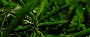 Preview wallpaper grass, leaves, green, drops