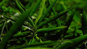 Preview wallpaper grass, leaves, green, drops